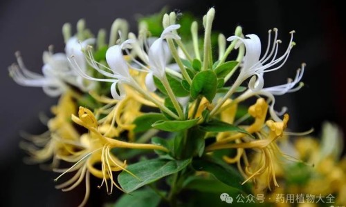 复方醋酸地塞米松乳膏的作用和副作用-复方醋酸地塞米松图片网 - 复方醋酸地塞米松说明书图片,复方醋酸地塞米松又叫什么